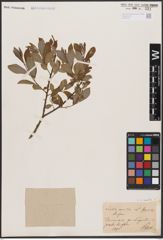 Foto von Salix aurita L.